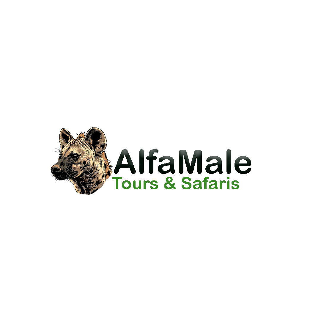 Alfamale tours and safaris